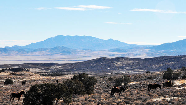 Wild horses Nevada